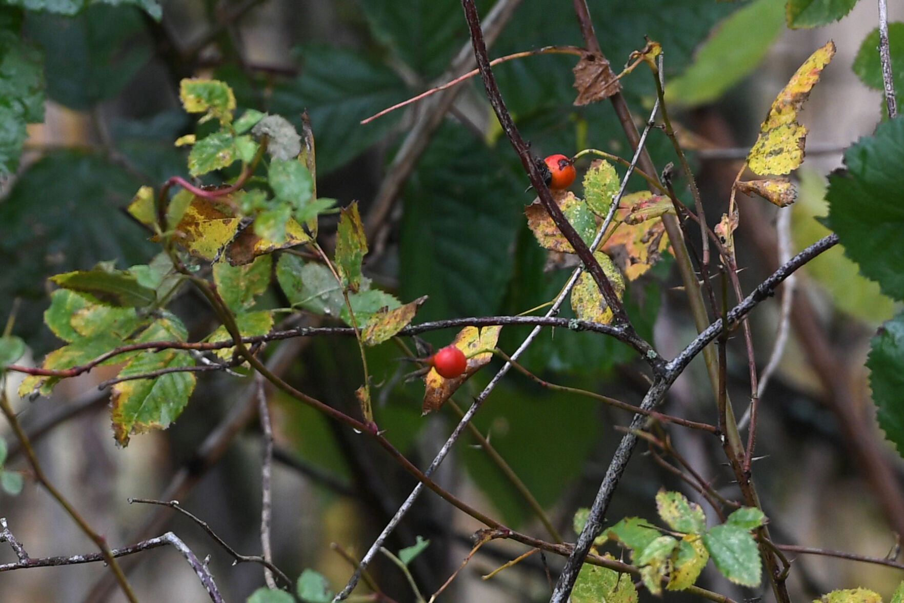 Rose Hips